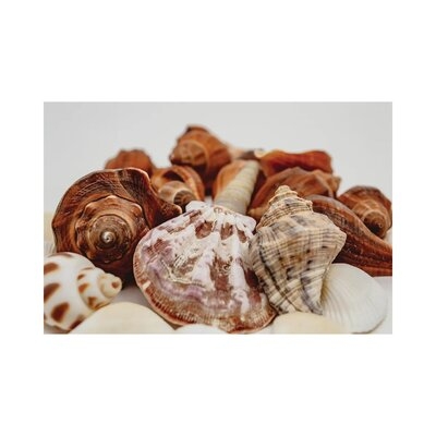 Sea Shells On A White Background Close Up by Depositphotos - Print - Image 0
