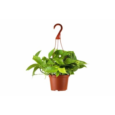 7'' Live Foliage Plant in Pot - Image 0