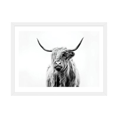Portrait of a Highland Cow' - Photograph Print - Image 0