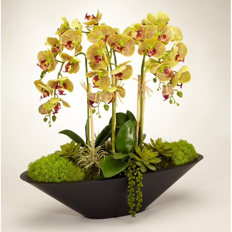 T&C Floral Company Orchid Floral Arrangement in Metal Planter - Image 0