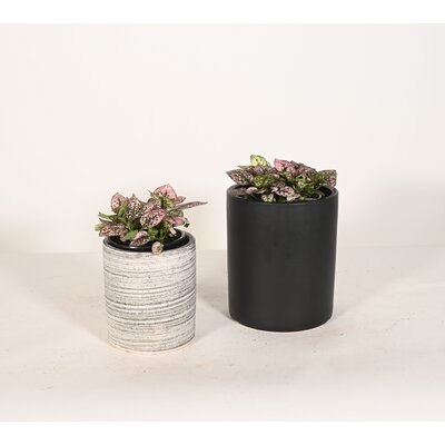 Live Plant Polka Dot With Ceramic Planter Pots 5'' Gray/6'' White - Image 0
