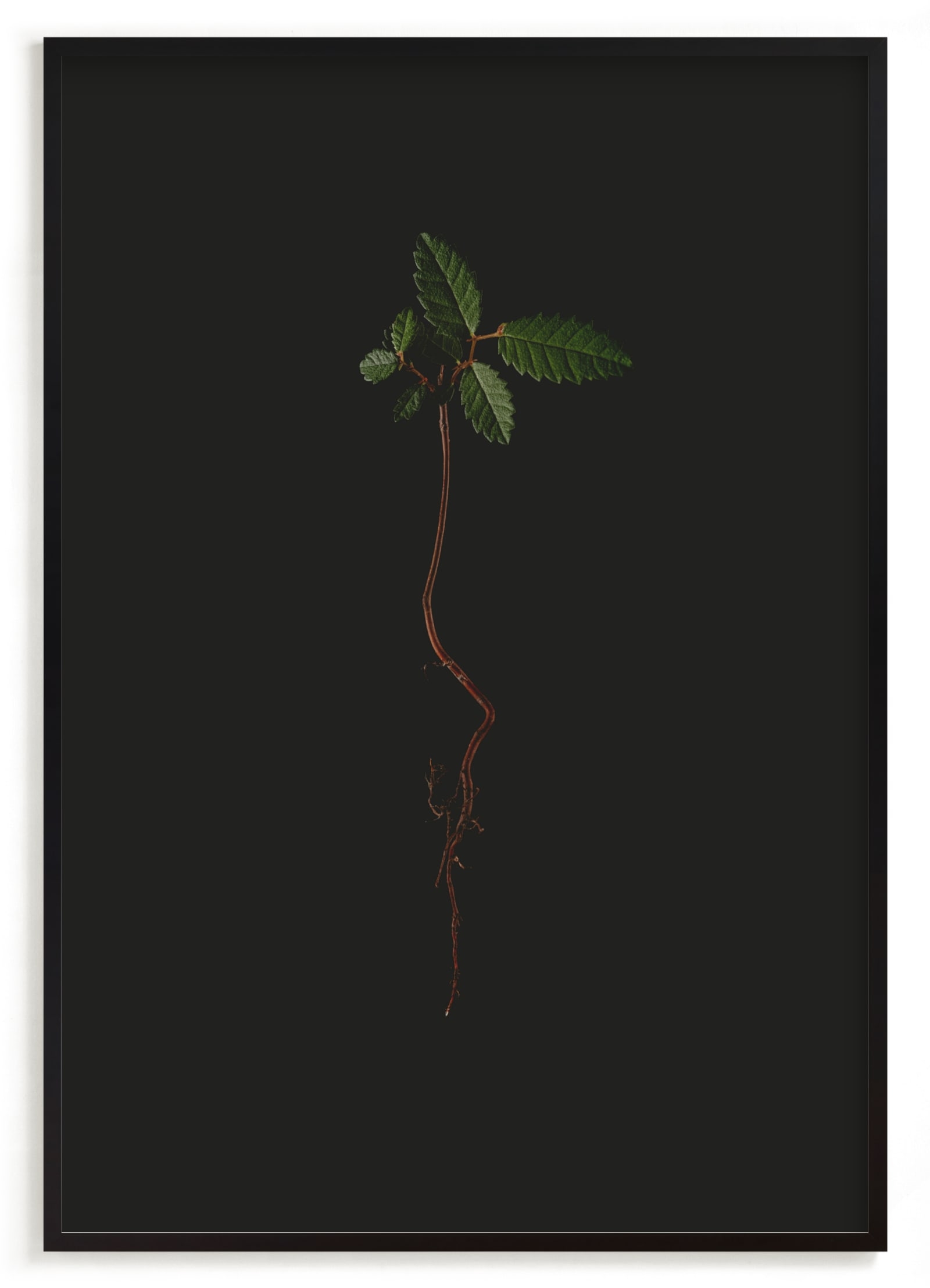 Seedling Elm I Limited Edition Fine Art Print 2 - Image 0