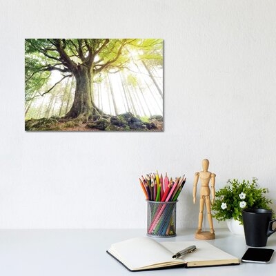 Lighting Beech Tree by Philippe Manguin - Wrapped Canvas Photograph Print - Image 0