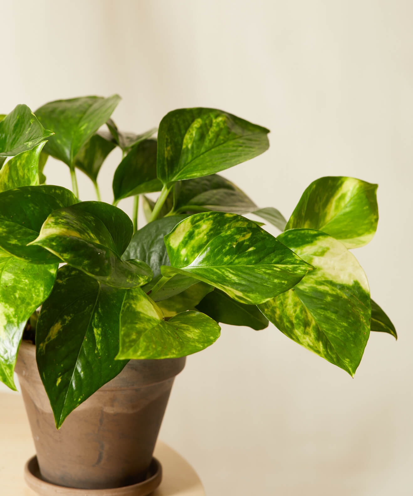 Pothos Collection -  Alabaster - Image 2