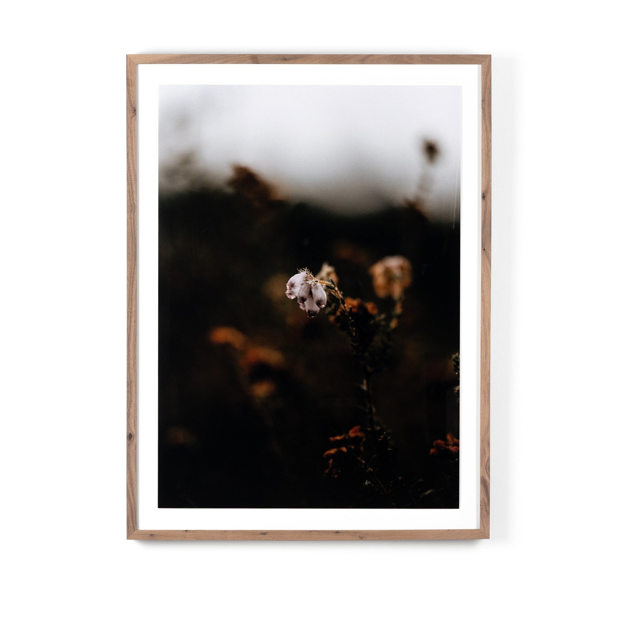 Escape II by Annie Spratt - Rustic 2.5 Walnut - Image 0