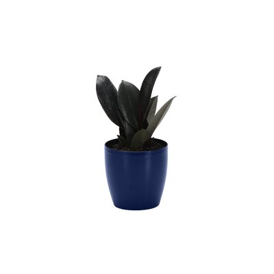 6" Live Rubber Plant in Pot - Image 0
