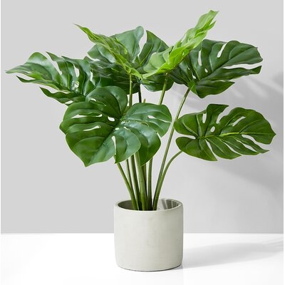 Monstera Plant In Cement Pot - Image 0