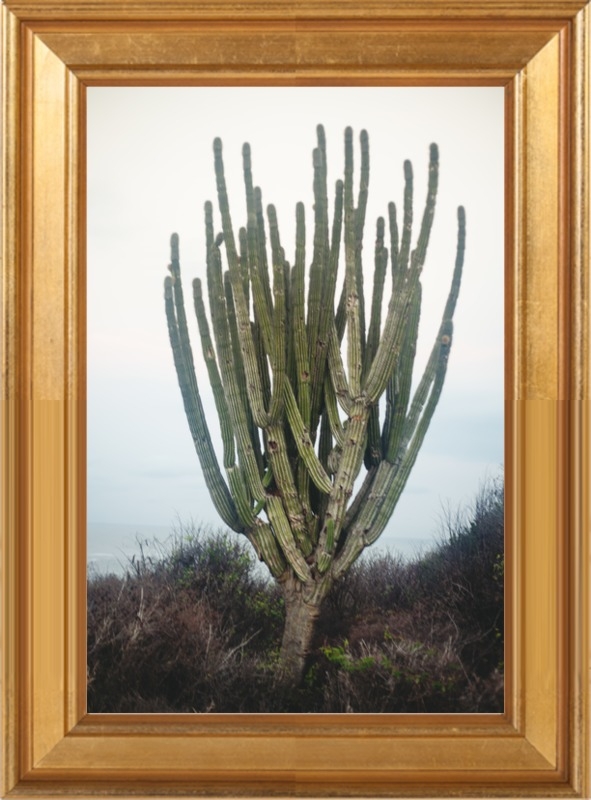 Cactus by Whitney Arostegui for Artfully Walls - Image 0