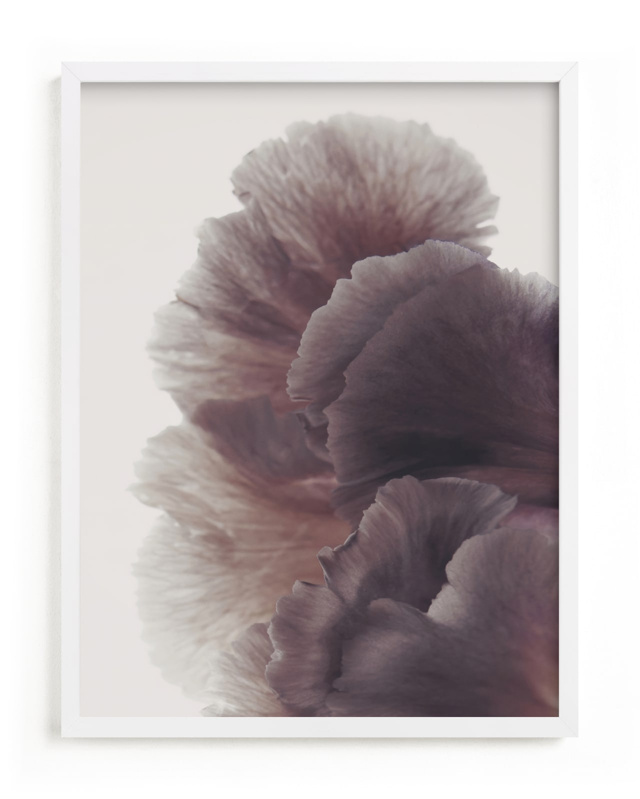 Ruffled Limited Edition Fine Art Print 2 - Image 0