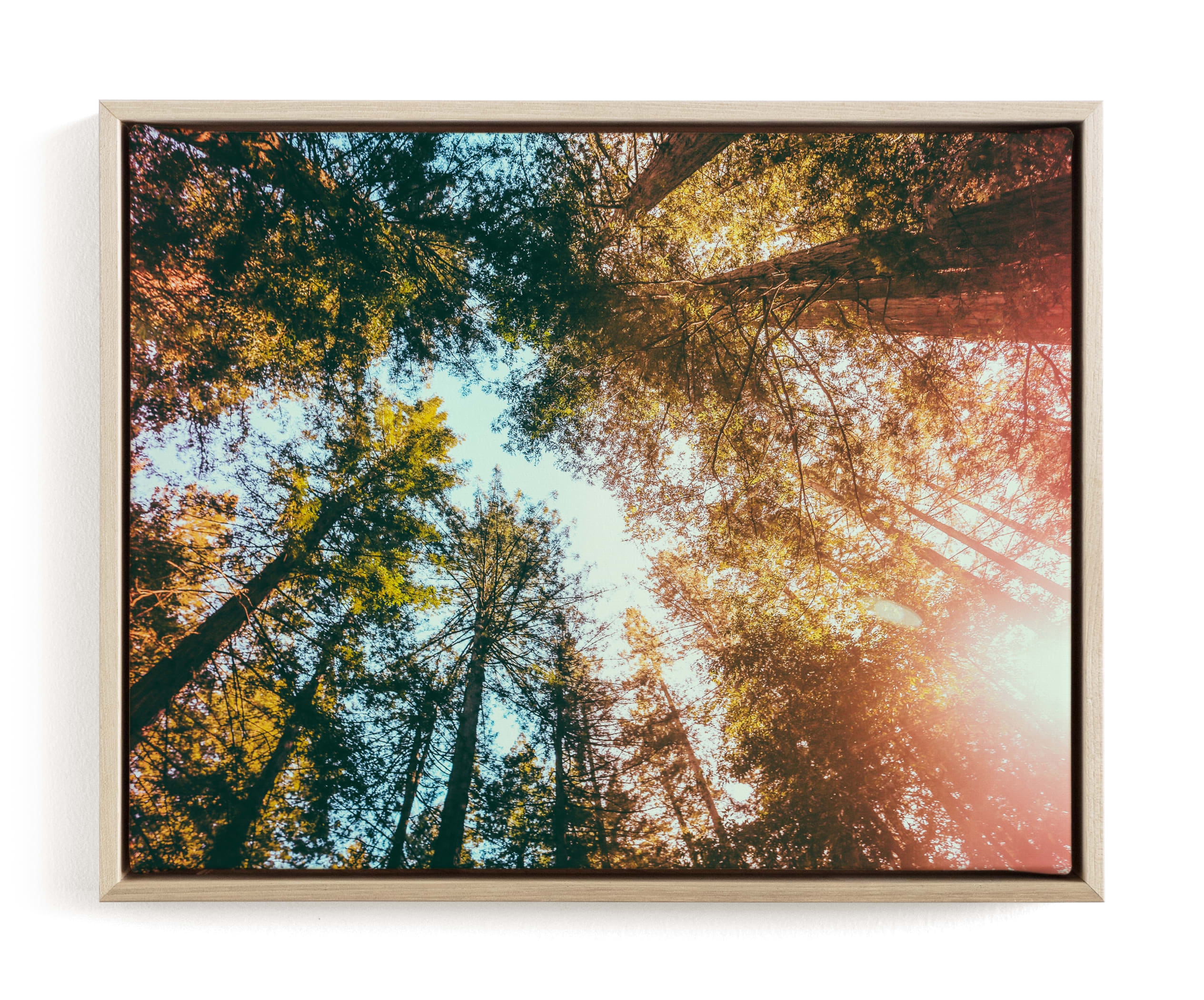 Redwoods Surround Me Limited Edition Fine Art Print 1 - Image 0