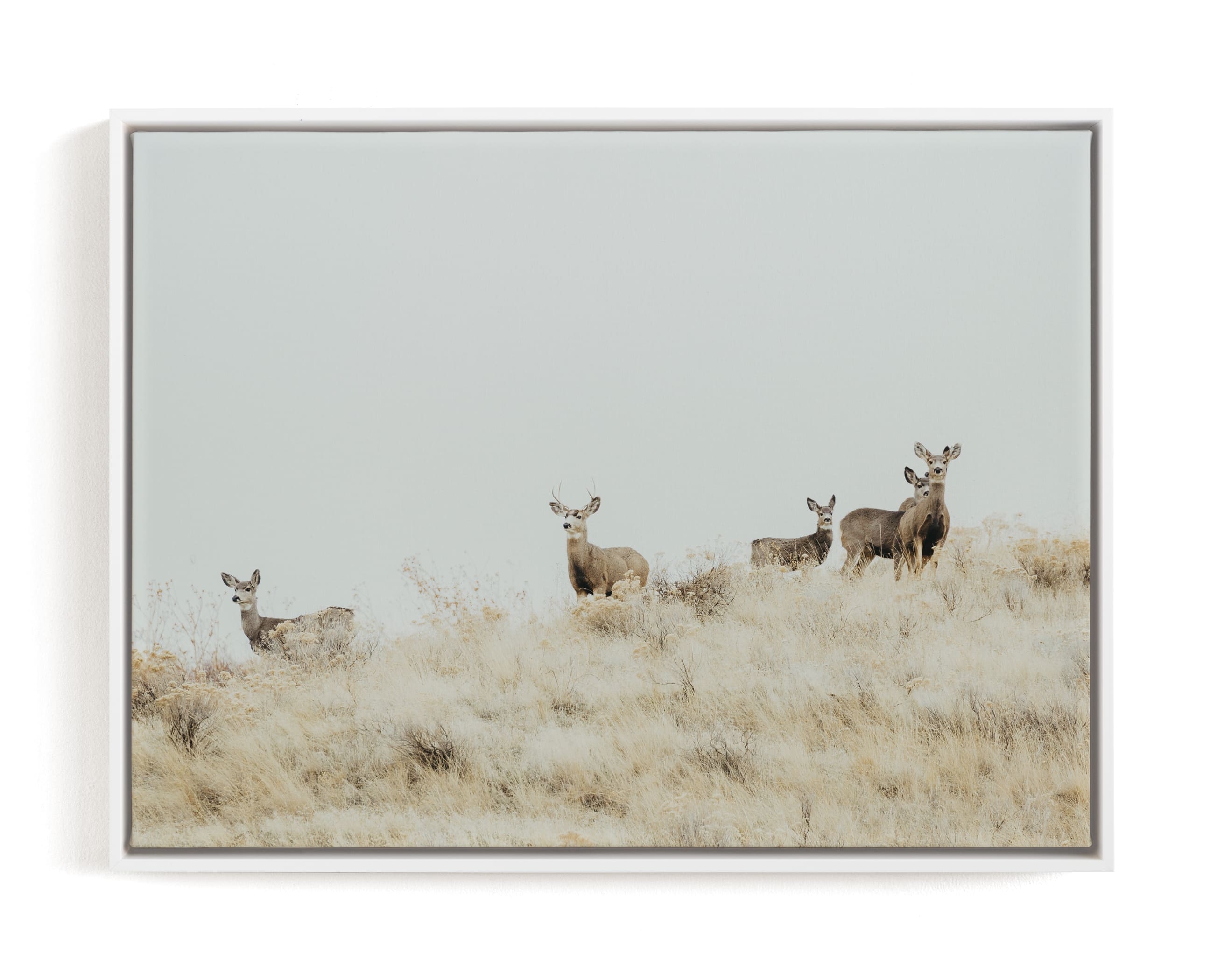 Watchful Limited Edition Fine Art Print 2 - Image 0