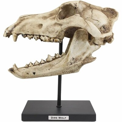Ebros Faux Taxidermy Replica Direwolf Fossil Skull Baring Jaws And Teeth Statue On Museum Gallery Pole Mount And Brass Name Plate 12.5"Long Wolves Werewolves Skeleton Fossils Decor Figurine Model - Image 0