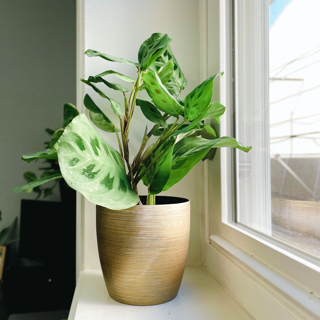 Thorsen's Greenhouse Live Green Prayer Plant in Classic Pot - Image 0