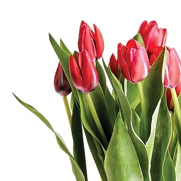 Tulip Flower, Pink - Image 2