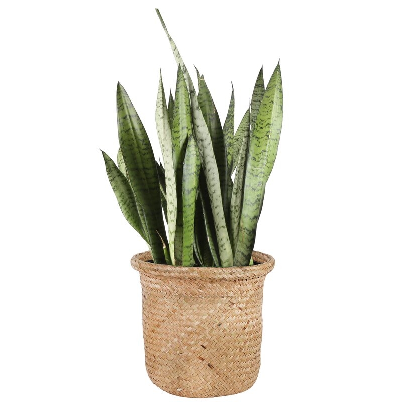Costa Farms Low Maintenance 24'' Snake Plant Floor Plant in a Wicker / Rattan Basket with Air Purifying Qualities for Outdoor Use - Image 2