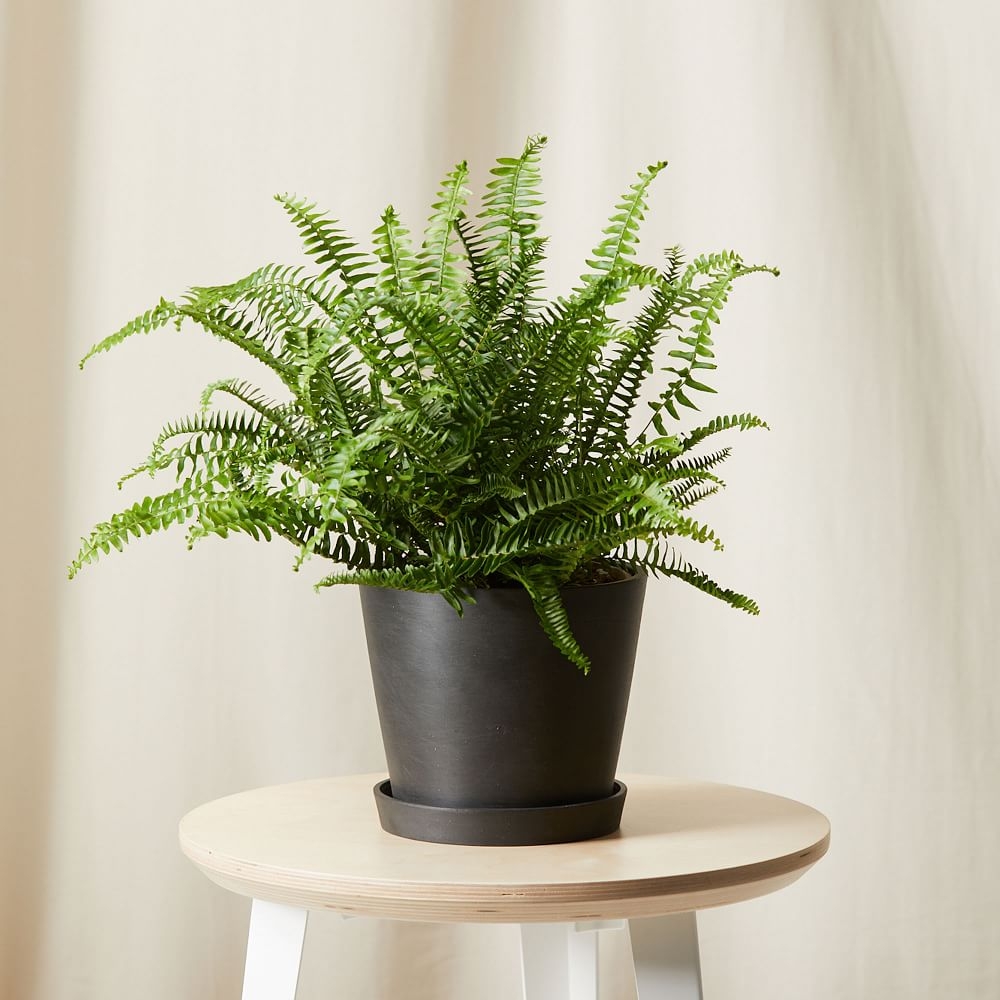 Live Plant, Queen Fern, Medium Tabletop, 8''diam, Charcoal Planter - Image 0