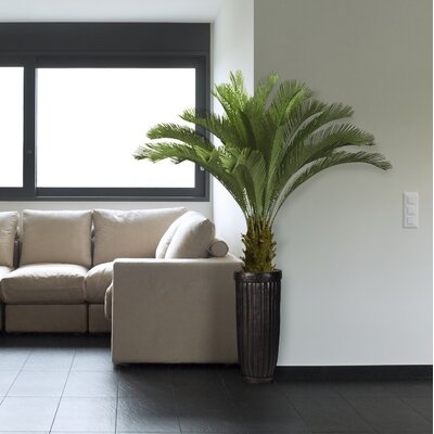Bannister Floor Cycas Palm Tree in Planter - Image 0