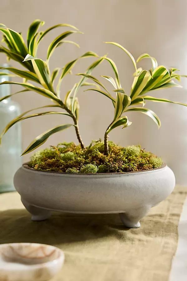 Earthenware Bonsai Bowl Planter - Image 0
