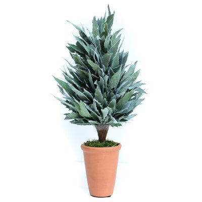 Preserved Mahonia Frosted Cone Floor Topiary in Planter - Image 0