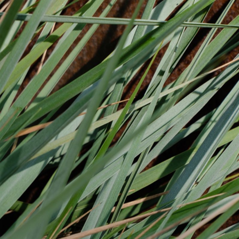 Apotheke White Vetiver Pura Refill, Set of 2 - Image 6