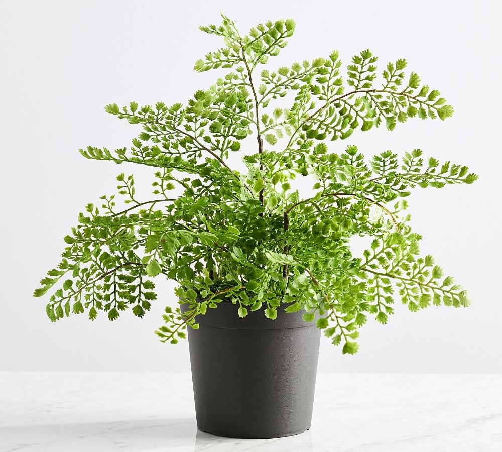 Faux Potted Maidenhair Fern, 16"H - Image 0