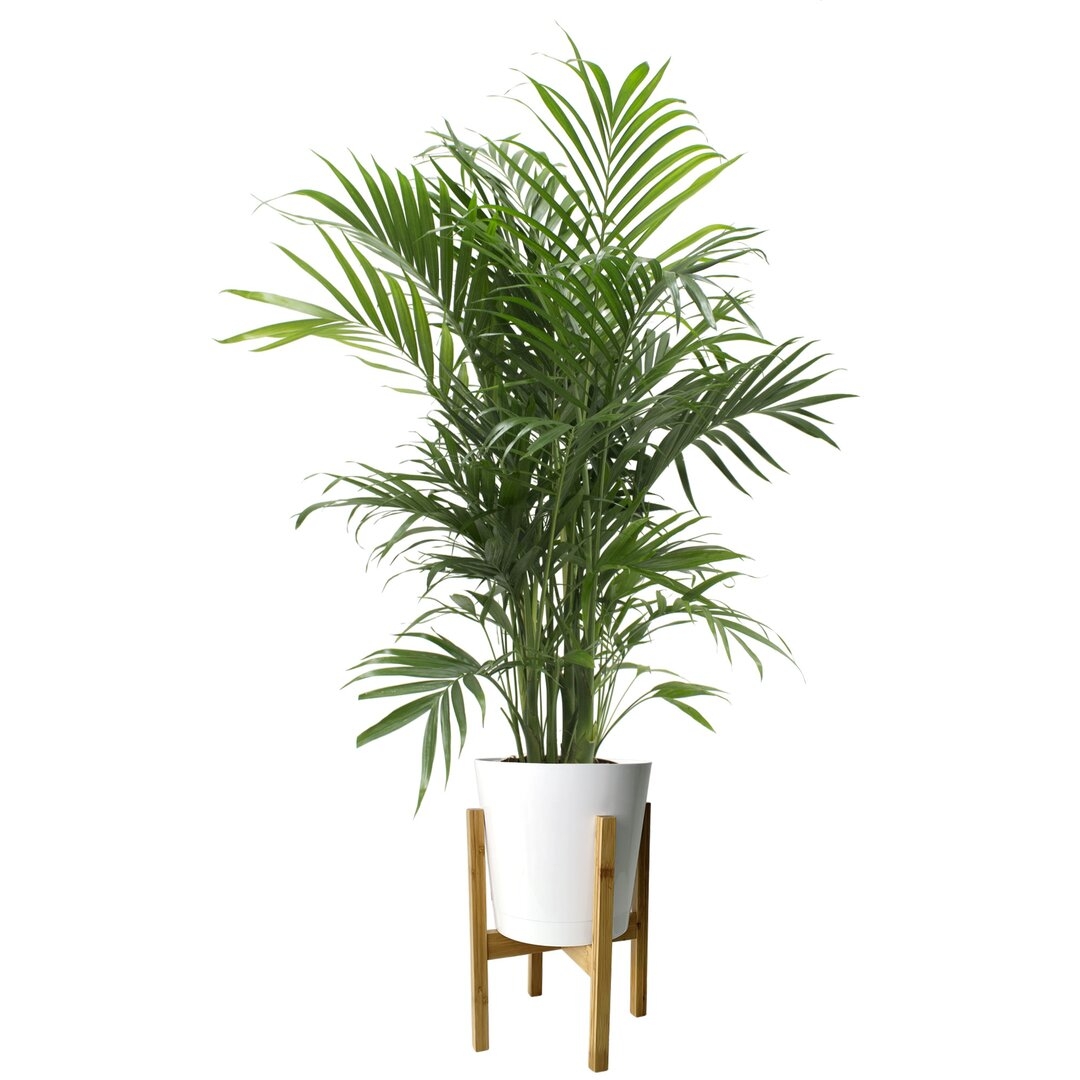 Costa Farms Cat Palm in Décor Planter - Image 0