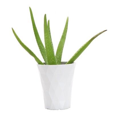 11" Live Aloe Plant in Pot - Image 0