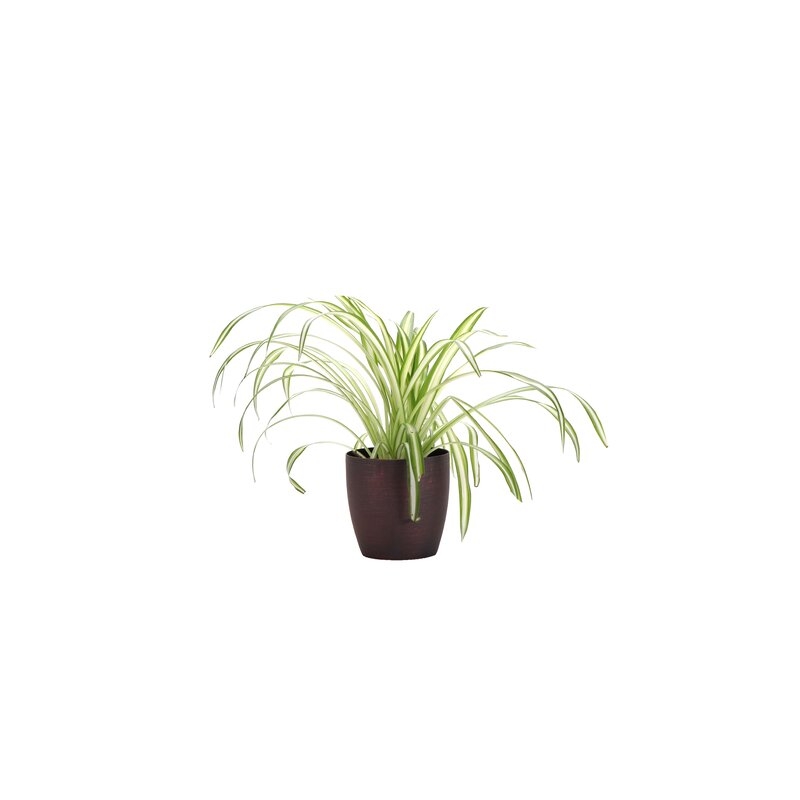 Thorsen's Greenhouse 11" Live Spider Plant in Pot Base Color: Brushed Copper - Image 0