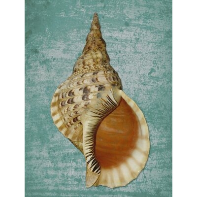 Triton Geant Shell on Aqua by Graffitee Studios - Wrapped Canvas Graphic Art Print - Image 0