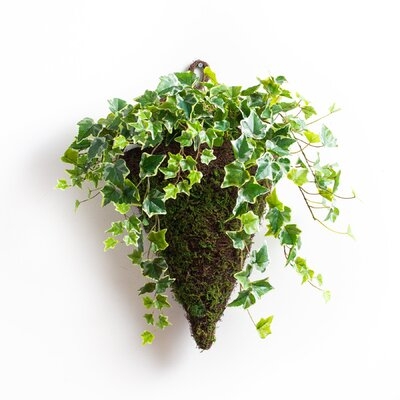 Variegated Real Touch Ivy Artificial Plant In Woven Moss Covered Cone Wall Sconce Hanging Basket - Image 0