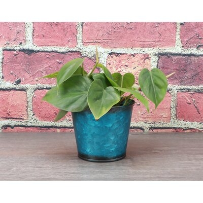 Live Green Philodendron Plant, Bright Blue Metal Pot - Image 0