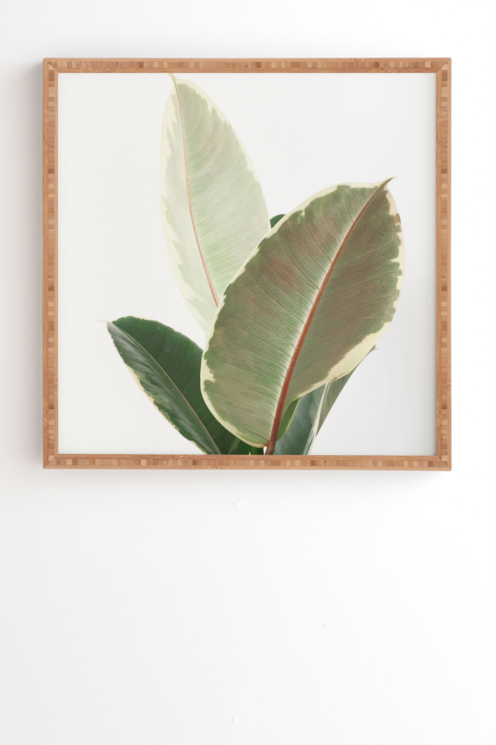 Ficus Tineke by Cassia Beck - Framed Wall Art Bamboo 20" x 20" - Image 0