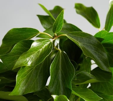 Live Bush Ivy, 3 Bunches - Image 1