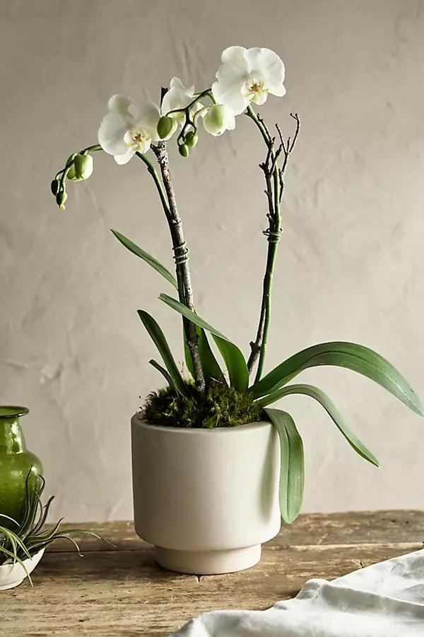 White Phalaenopsis Orchid, Colored Clay Pot - Image 0