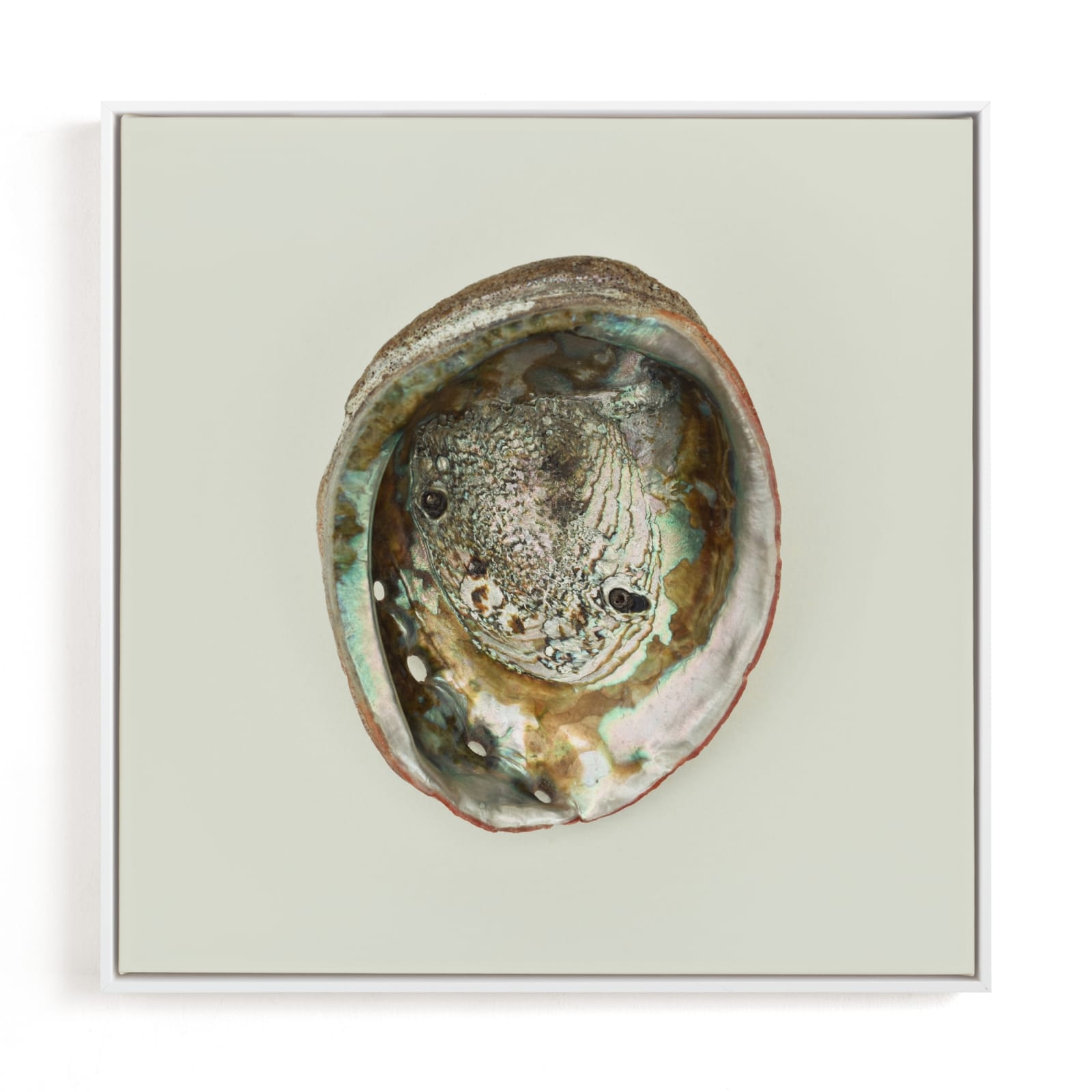 Abalone Shell Limited Edition Fine Art Print 2 - Image 0