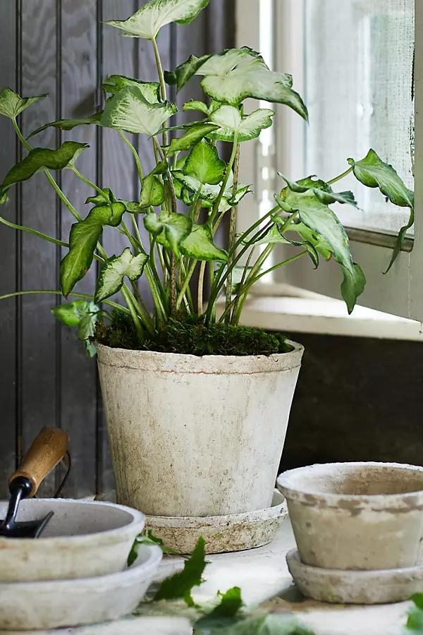 Earth Fired Clay Pot + Saucer, Set of 3 - Image 0