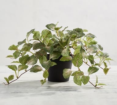 Faux Potted Houseplant, Fittonia - Small - Image 2