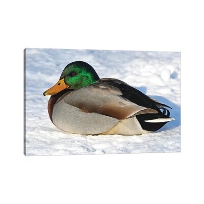 Cold Duck by Brian Wolf - Print - Image 0