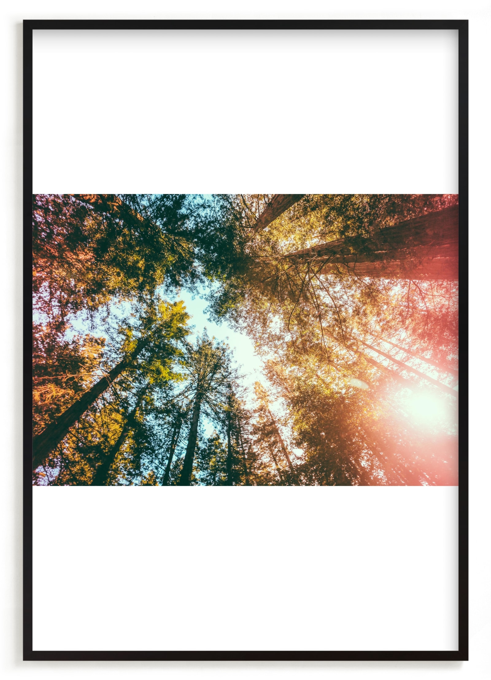 Redwoods Surround Me Limited Edition Fine Art Print 1 - Image 0