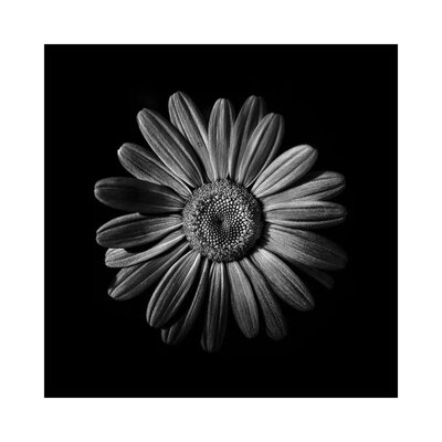 Black And White Daisy II by Brian Carson - Wrapped Canvas Photograph - Image 0