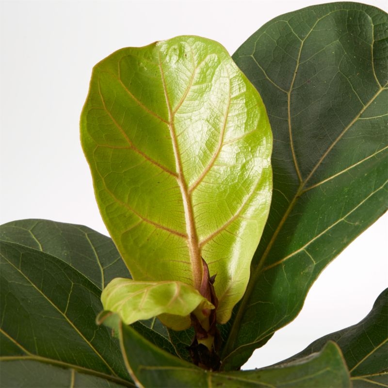 Live Fiddle Leaf Fig Plant in Bryant Planter by The Sill - Image 1