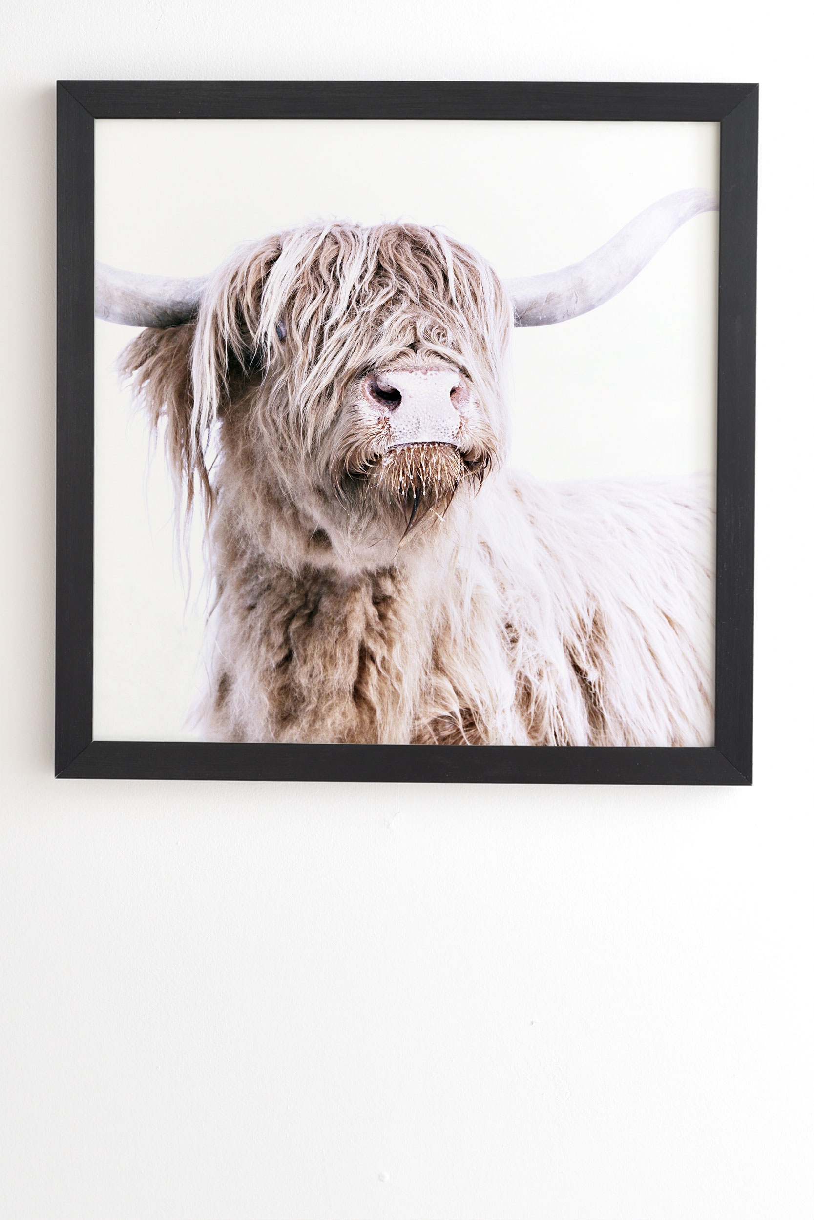 Highland Cattle by Monika Strigel - Framed Wall Art Basic Black 20" x 20" - Image 1