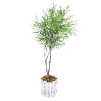 Grass Tree in Basket - Image 0
