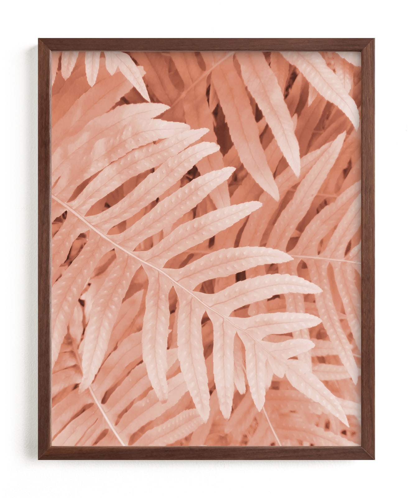 Pink Ferns Limited Edition Fine Art Print 2 - Image 0