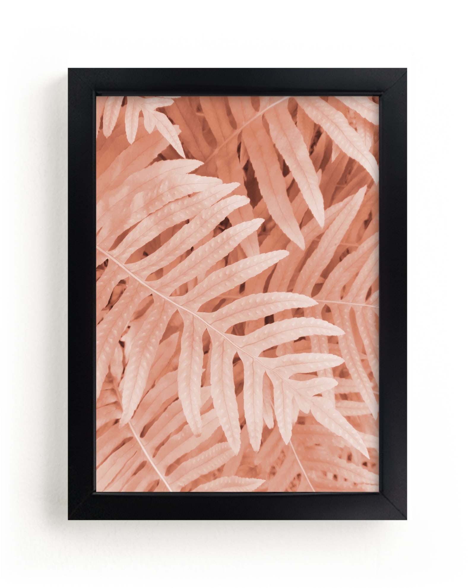 Pink Ferns Limited Edition Fine Art Print 2 - Image 0