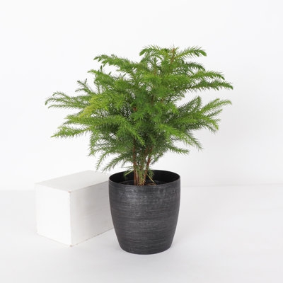 Live Prayer Plant Plant in Pot - Image 0