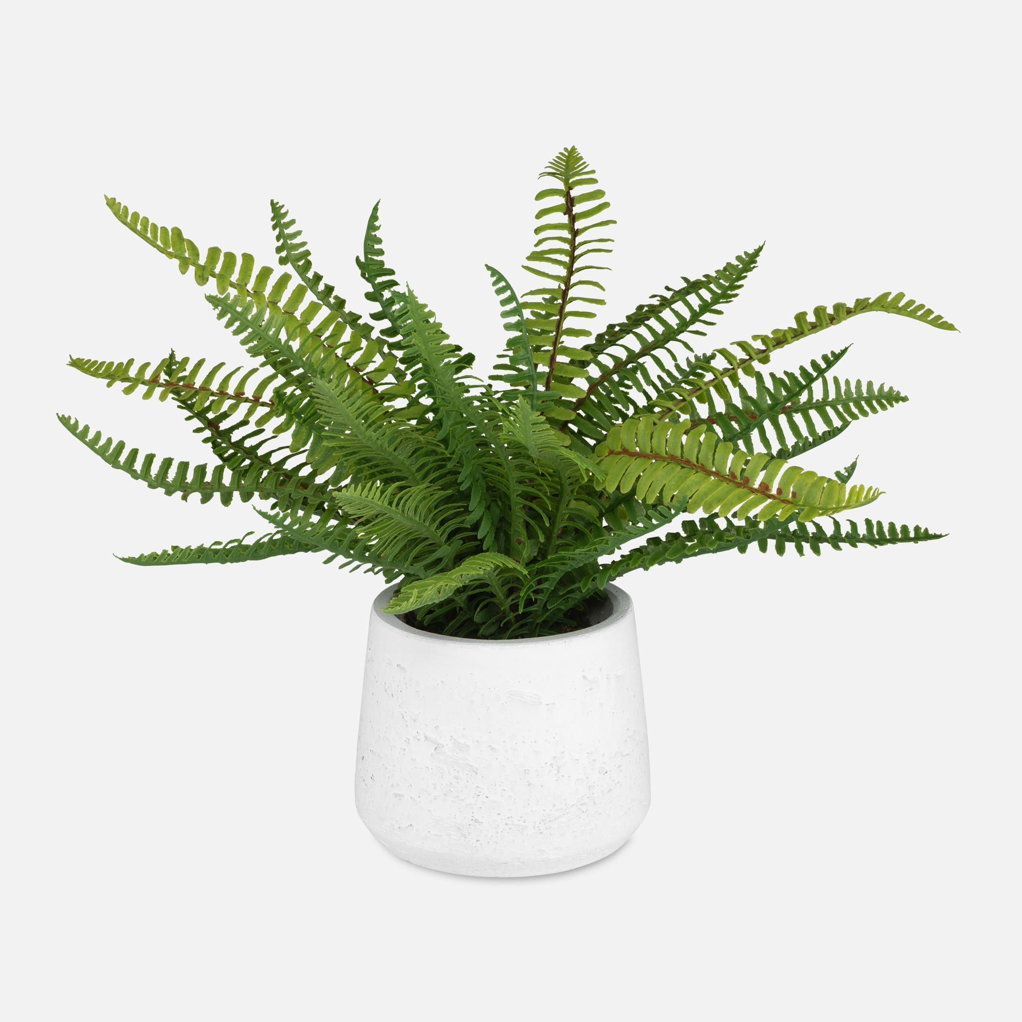 Boston Fern In White Ceramic Pot - Image 0