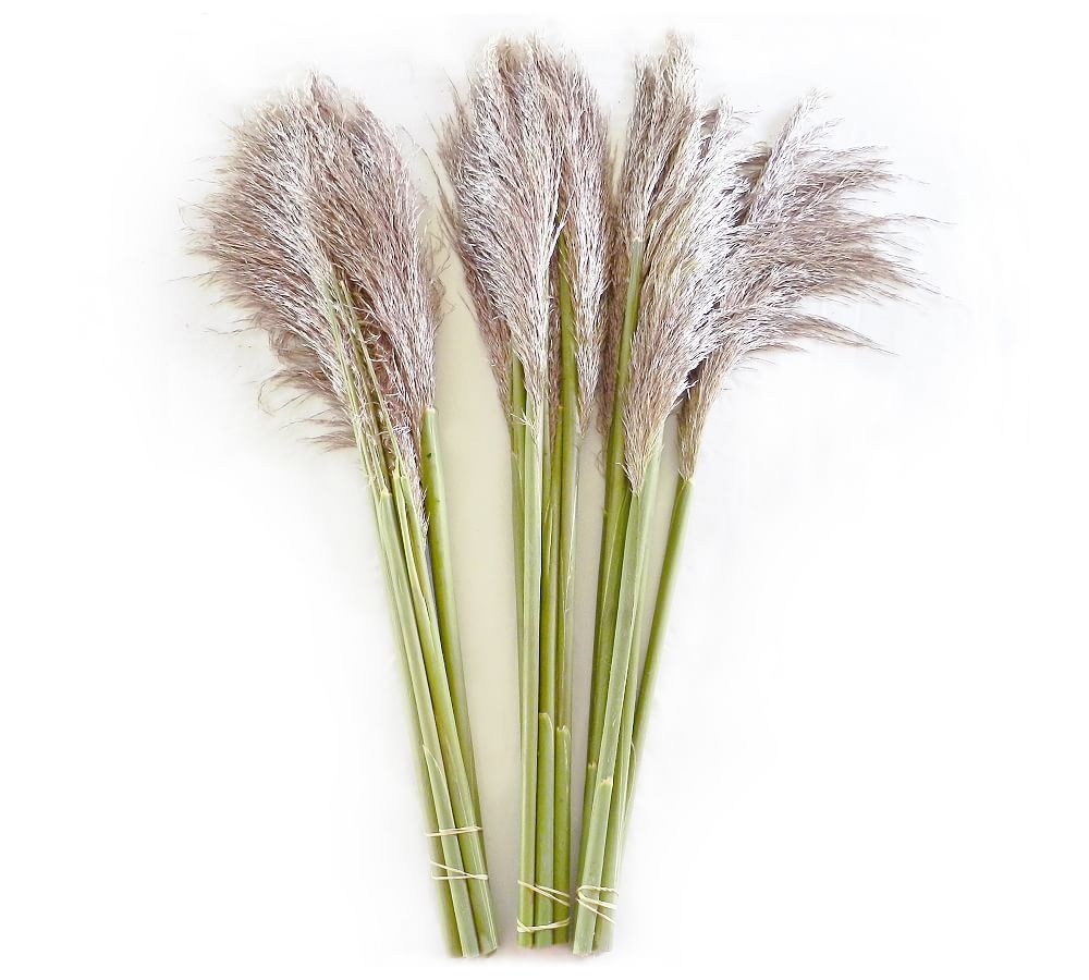 Live Pampas Grass, 3 Bunches - Image 0