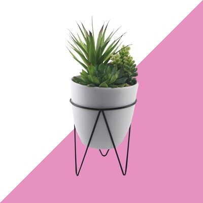 Desktop Mix Succulent Plant in Pot - Image 0
