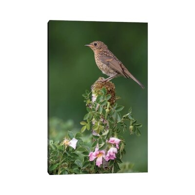 Robin and Spring Blossom by Dean Mason - Wrapped Canvas Photograph Print - Image 0